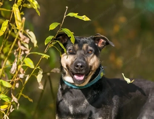 Wer hat platz für den liebevollen Seen?! Bild 4