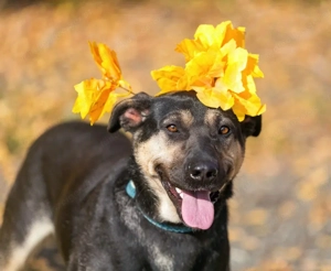 Wer hat platz für den liebevollen Seen?! Bild 6