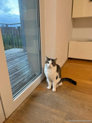 Liebevolles Zuhause gesucht: Zwei Katzenschwestern (2 Jahre)