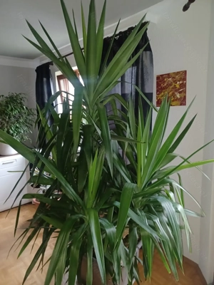 Große Yucca Palme zu verkaufen  Bild 2