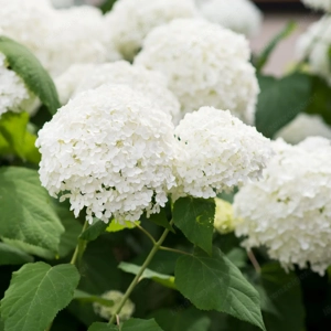 weiße Hortensie Annabelle Bild 2