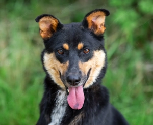 Gesellige Lexi sucht ihren platz für immer  Bild 3
