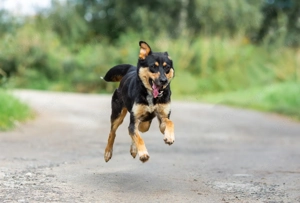 Gesellige Lexi sucht ihren platz für immer  Bild 4