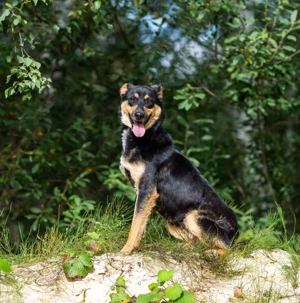 Gesellige Lexi sucht ihren platz für immer  Bild 2
