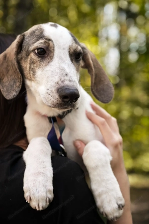 Ritz sucht seine Familie Bild 4