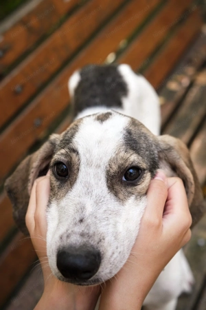 Ritz sucht seine Familie Bild 3