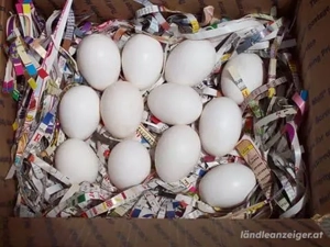 Papageieneier und Brutkasten zu verkaufen Bild 2