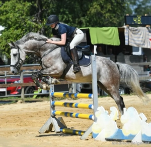 Reitbeteiligung zu vergeben Bild 2