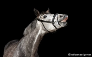 Reitbeteiligung zu vergeben Bild 4