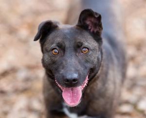 Ziganka sucht lievolles zu hause Bild 9