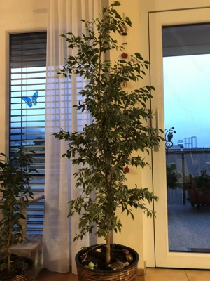 FICUS (Benjamin) Bild 1