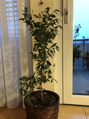 FICUS (Benjamin) Bild 2