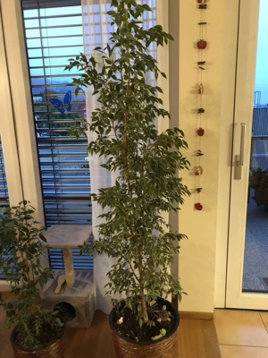 FICUS (Benjamin) Bild 3
