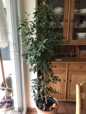 FICUS (Benjamin) Bild 4