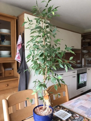 FICUS (Benjamin) Bild 5