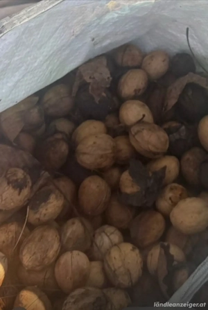 suche verschenken  nüsse