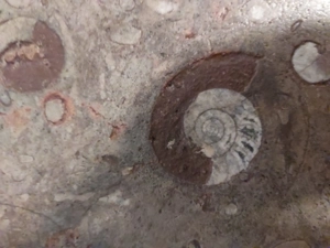 Toller Couchtisch mit Fossilien-Steinplatte (VHB: 300,-) Bild 6