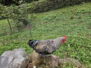 Wunderschöner zutraulicher Hahn zu verschenken  Bild 3