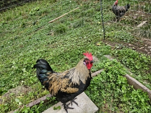 Wunderschöner und sehr lieber Hahn zu verschenken  Bild 2 Wunderschöner und sehr lieber Hahn zu verschenken  Bild 2