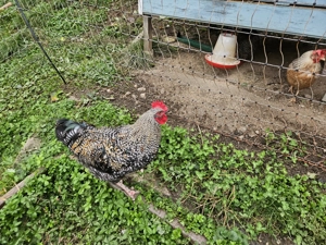 Wunderschöner zutraulicher Hahn zu verschenken 