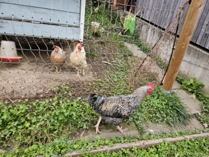 Wunderschöner zutraulicher Hahn zu verschenken  Bild 2