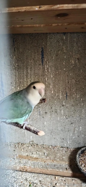 Pfirsichköfe Paar Bild 2