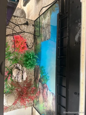    Aquarium 110L mit Beleuchtung & Innenausstattung   voll funktionsfähig Bild 3