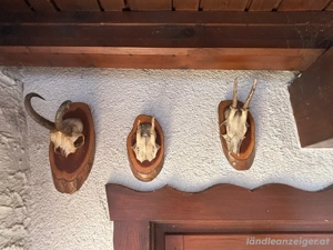 Reh -Gams Geweihe Bild 4