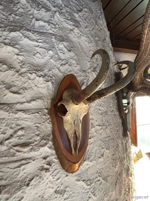 Reh -Gams Geweihe Bild 5