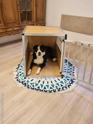 Hundebox zu verkaufen  Bild 3