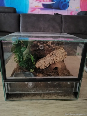 Terrarium 