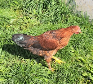 Junghähne abzugeben Bild 2