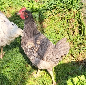 Junghähne abzugeben Bild 3