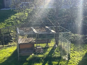 Hundezwinger   Hühnervoliere 3x2 m verzinkt   stabil, wetterfest, günstig abzugeben (Andelsbuch) Bild 2