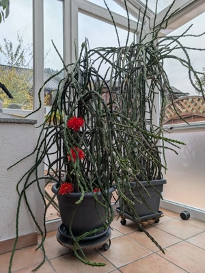 Königin der Nacht (Selenicereus grandiflorus)   große, prächtige Pflanzen zu verkaufen Bild 2