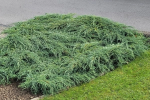 Kriechwacholder für Gestecke