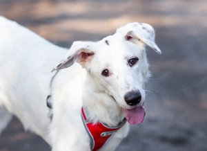 Weißer Uma sucht zu hause