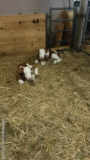 Fleckvieh - Stierkälber zu verkaufen