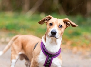 Bucks sucht menschen mit liebe und geduld Bild 4