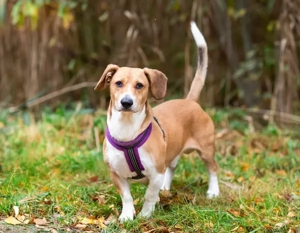 Bucks sucht menschen mit liebe und geduld Bild 3