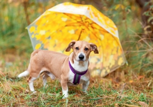 Bucks sucht menschen mit liebe und geduld