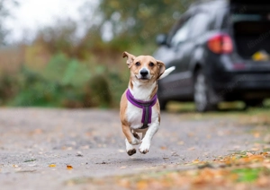 Bucks sucht menschen mit liebe und geduld Bild 2