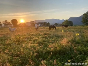 Große Doppelbox mit Paddock zu vermieten