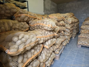 Ländle Kartoffeln 25kg und 6kg  Bild 2