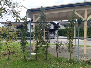 Spalier inkl. Säulenäpfel und Trauben Bild 2