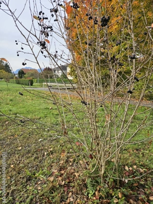 ARONIA Stauden Superfood Bild 2