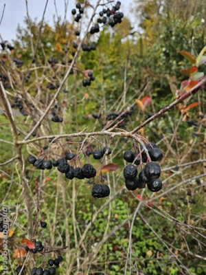 ARONIA Stauden Superfood