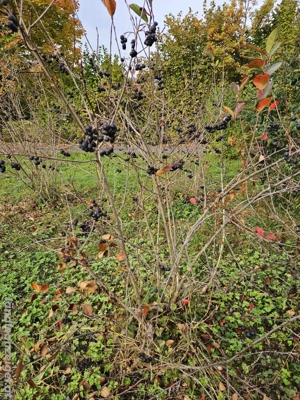 ARONIA Stauden Superfood Bild 3