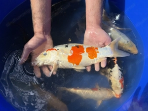 Koi aus eigener Zucht