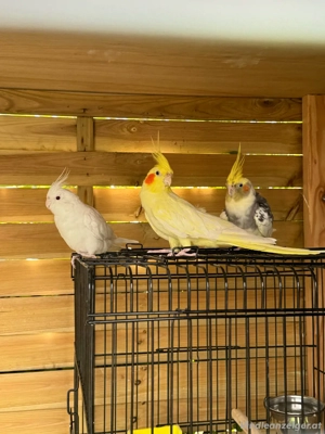 nymphensittich Bild 2